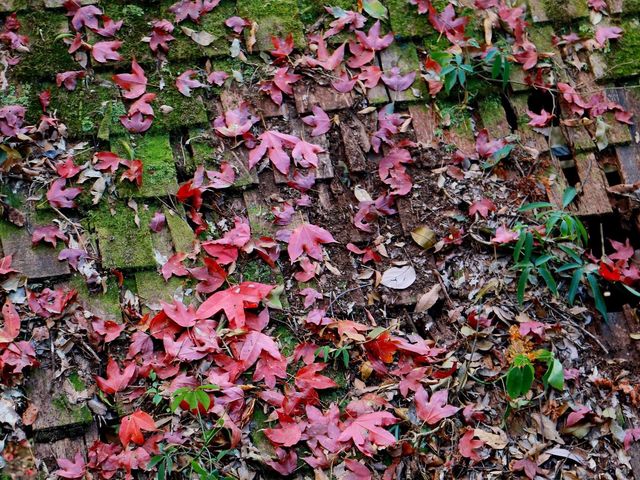 โรงเรียนการเมืองการทหาร 🍁🍁🍁