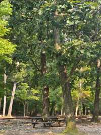 피톤치드 가득한 포천 국립수목원🌳