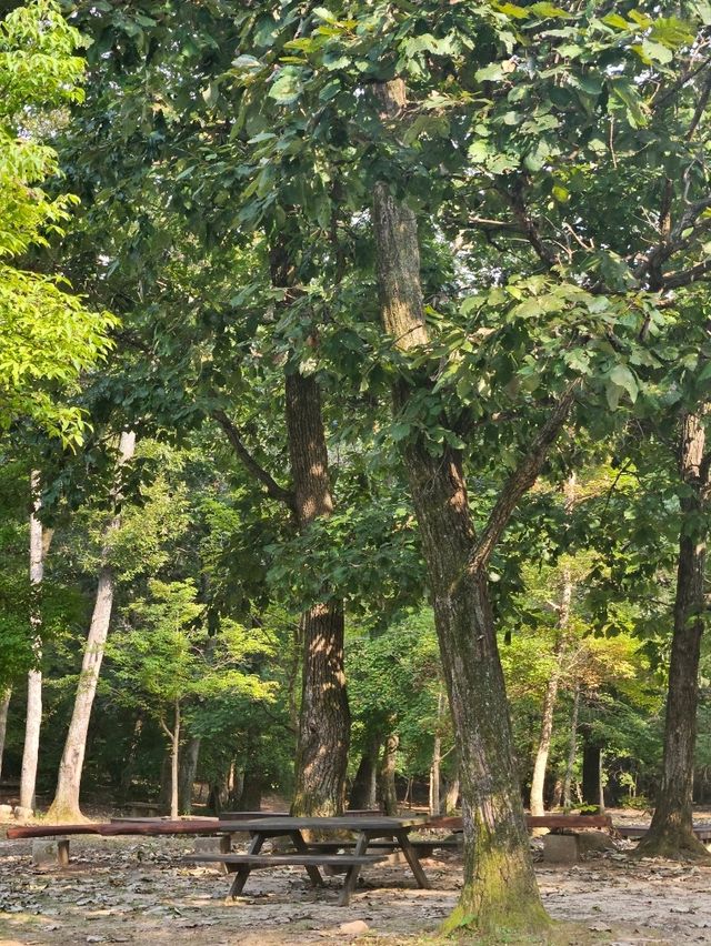 피톤치드 가득한 포천 국립수목원🌳