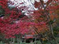 Stunningly beautiful Showa Kinen Park