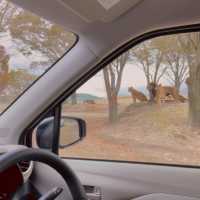 九州 ｜自駕遊亞洲版Safari 🐅🐆🦓🐘🦬🐫🐑