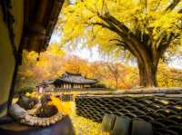 Busan Autumn