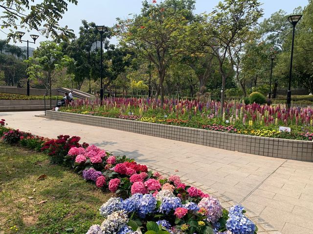 天水圍燦爛繡球花花海