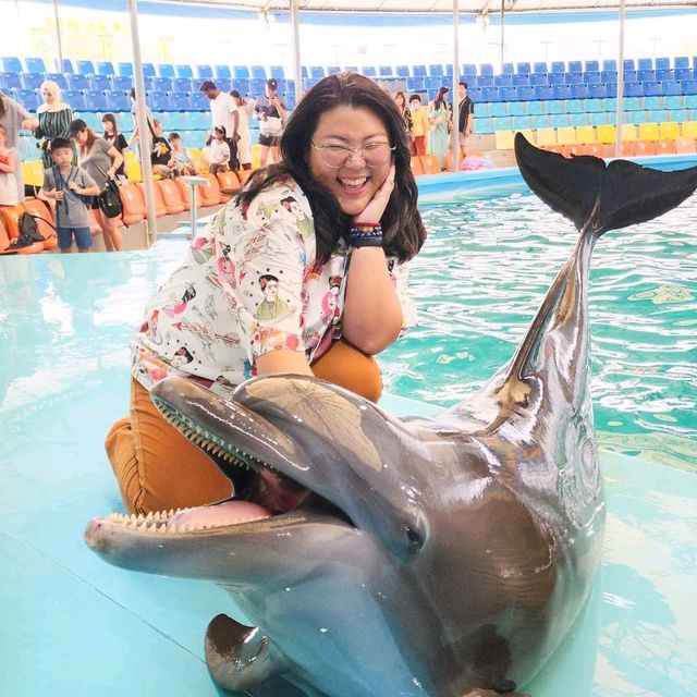  ดูแมวน้ำ 🦭 เล่นกับโลมา 🐬
Dolphins Bay Phuket