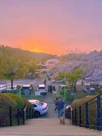 동화 속에 온 듯한 벚꽃뷰 놀이공원 🎡🌸