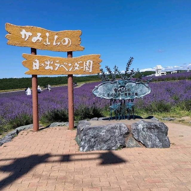 在日之出公園露營