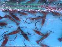 【海鮮放題好去處~蝦蝦燒🦐】
