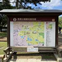名勝「奈良公園」観光客で賑わい鹿は元気でした