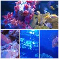Siam Paragon購物中心有個水族館😍😍😍