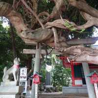 愛知旅行！名古屋「豊藤稲荷神社」「御神木 藤龍」