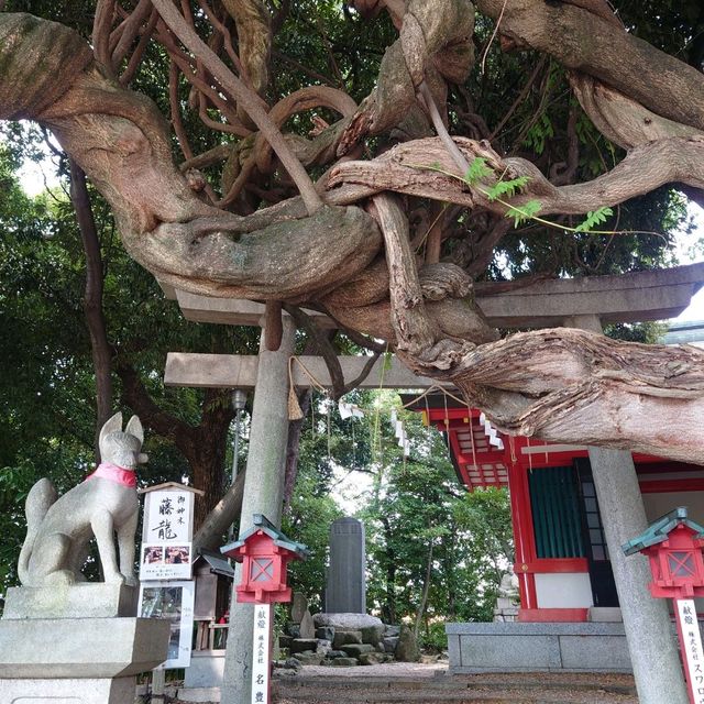 愛知旅行！名古屋「豊藤稲荷神社」「御神木 藤龍」