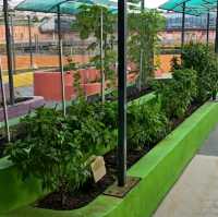 Rooftop Community Garden 