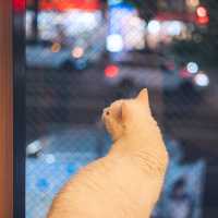 【東京】秋葉原の癒し空間🐈🐾「猫カフェ MOCHA」