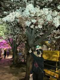 벚꽃맛집 안양 •충훈부 벚꽃축제•🌸
