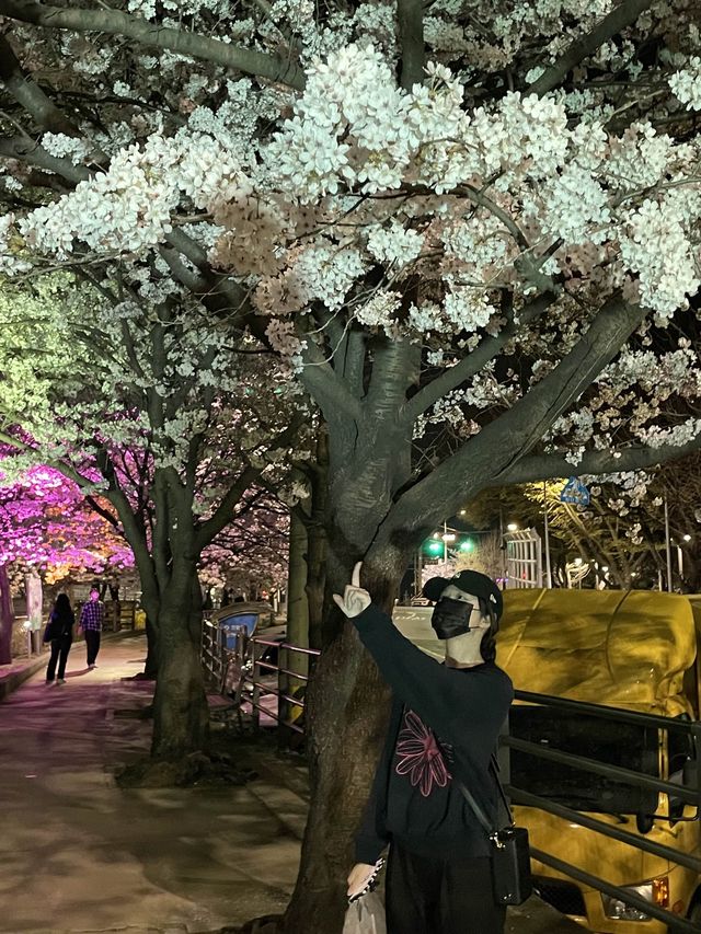 벚꽃맛집 안양 •충훈부 벚꽃축제•🌸