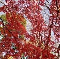「上野恩賜公園」11月底～12月初，賞紅葉好去處