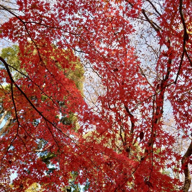 「上野恩賜公園」11月底～12月初，賞紅葉好去處