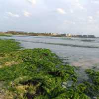 無盡美麗風光,盡在【細花海水浴場】,OMG!