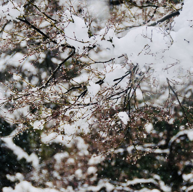 The famous garden in Kanazawa