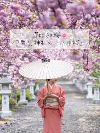 幾重にも重なった美しい花びらの遅咲きの桜🌸八重桜