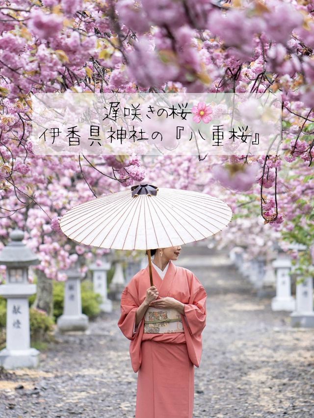 幾重にも重なった美しい花びらの遅咲きの桜🌸八重桜