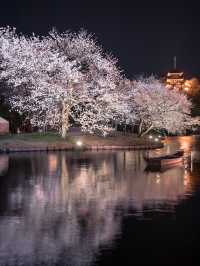 【春の横浜もおすすめ！✨】神奈川県で見れるおすすめの桜スポット！🌸