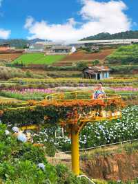 Exploring the Hydrang Garden