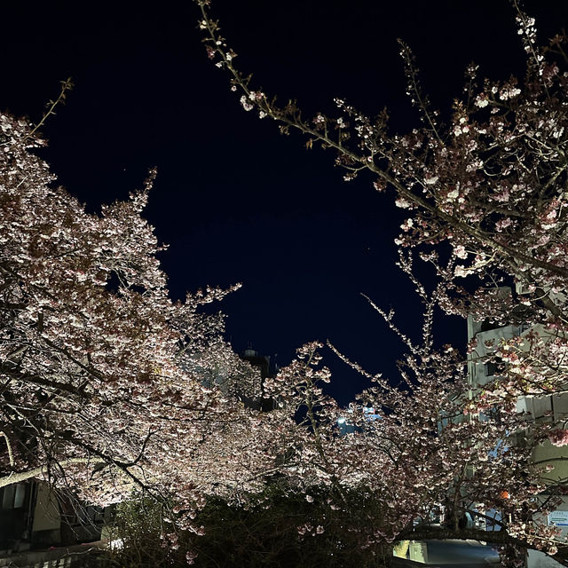 日本東京近郊｜熱海夜櫻及定期花火大會🌸