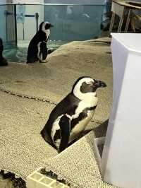 美術館…？いえ歴とした水族館です