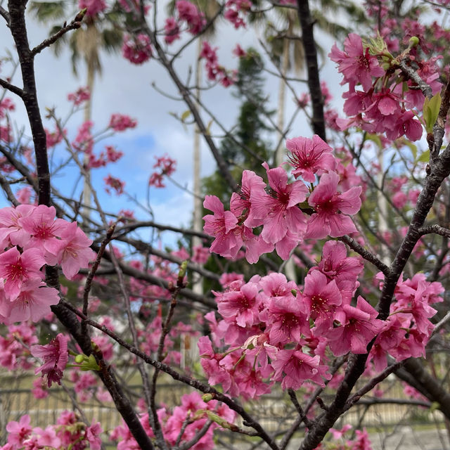 Okinawa in blooms of 🌸🌸🌸