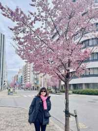 Early Cherry Blossom 2024 in Nagoya 