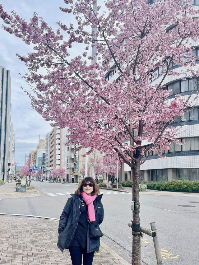 Early Cherry Blossom 2024 in Nagoya 