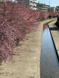 京都で1番最初に咲く桜🌸京都伏見『淀水路の河津桜』