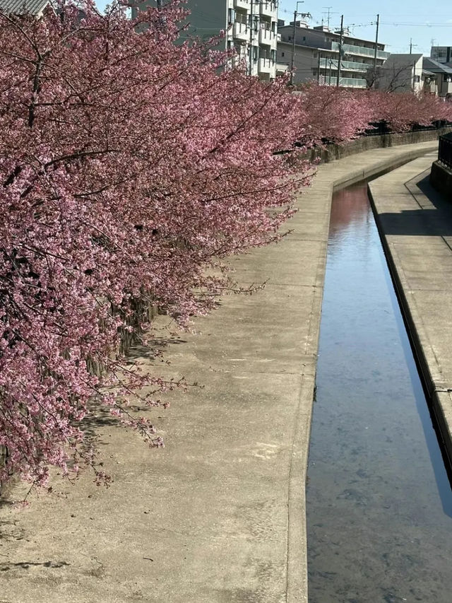 京都で1番最初に咲く桜🌸京都伏見『淀水路の河津桜』