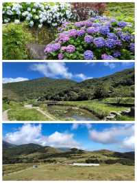 【臺北景點】陽明山國家公園：花季賞花，適合春季遠足休閒