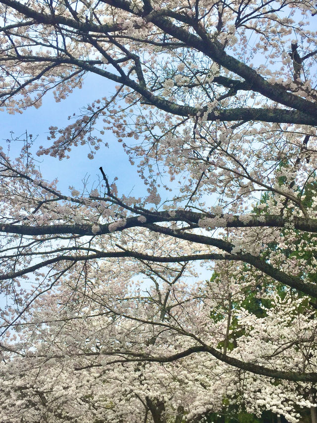 【島根　安来】　桜も綺麗な島根の清水寺