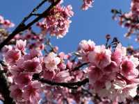 HELLO CHERRY MERRY BLOSSOMS! 🌸 
