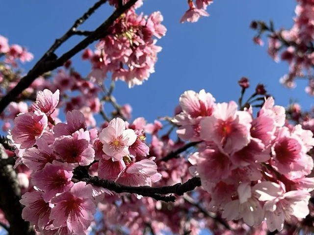HELLO CHERRY MERRY BLOSSOMS! 🌸 