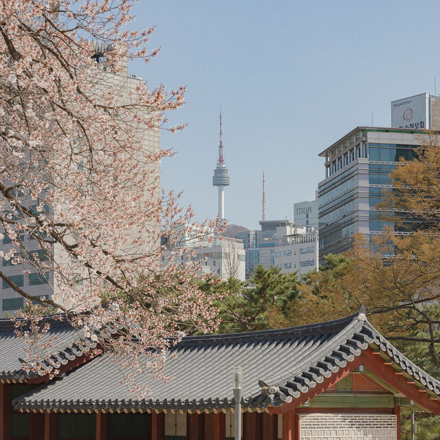 서울 봄나들이 명소 덕수궁