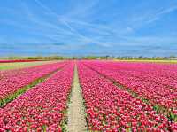 Tulip Tours Holland