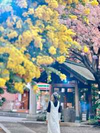 【東京】早咲き河津桜とミモザのコラボが見れる場所
