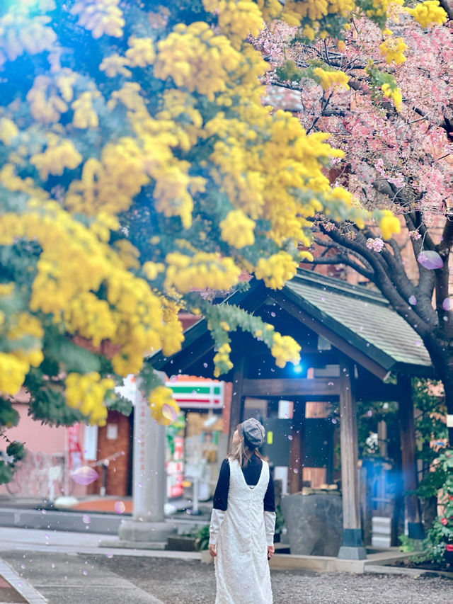 【東京】早咲き河津桜とミモザのコラボが見れる場所