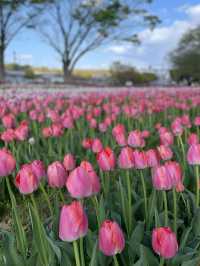 【大阪】春満開！！旬のお花が楽しめる公園