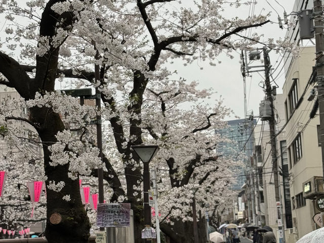 CoStudio | 中目黒 - 桜の美しさ🌸✨