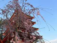 【💮新倉淺間神社💮】日本🇯🇵宣傳照的原模型：富士山🗻、櫻花🌸、五重塔🏯，一張盡收眼簾下。