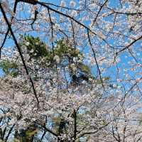 🌸ชมวิวปราสาทโคคุระท่ามกลางดอกซากุระบานสะพรั่ง
