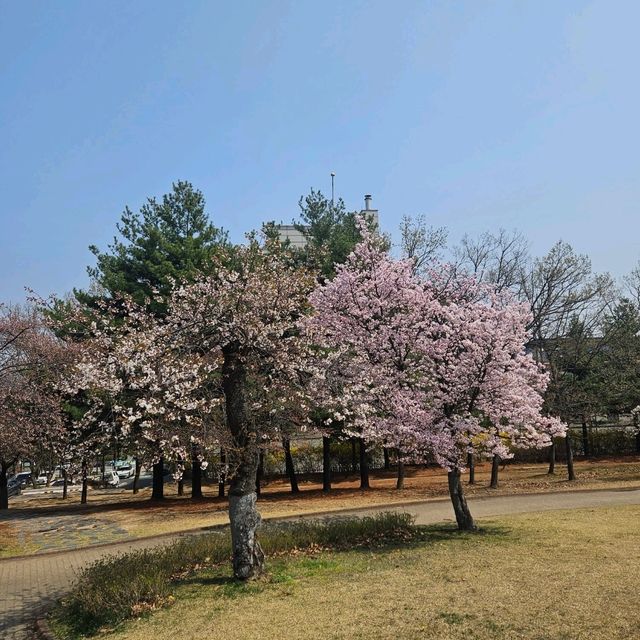 아무도 모르는 고양시 벚꽃명소