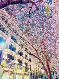 【東京・日本橋】意外と穴場かも?!幻想的なレトロ夜桜