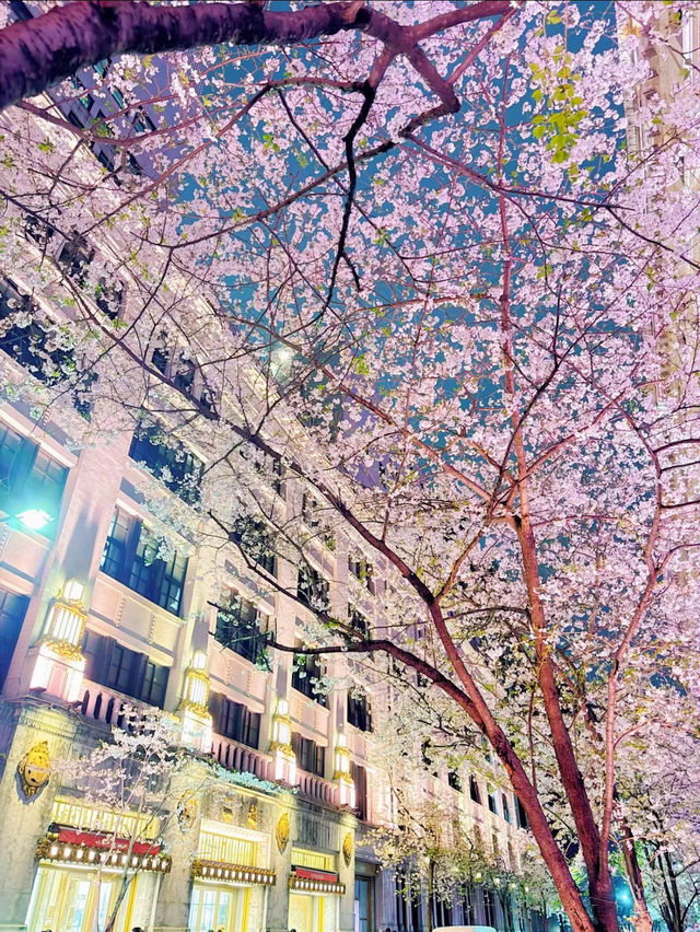 【東京・日本橋】意外と穴場かも?!幻想的なレトロ夜桜