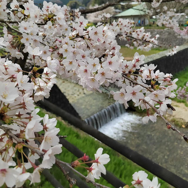 「夢幻櫻花仙境～名花之鄉」